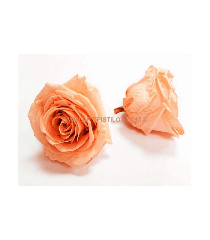 PRESERVED BIG ROSE 9 CMS.
