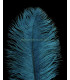 OSTRICH FEATHER FIRST QUALITY 50-55 CMS.
