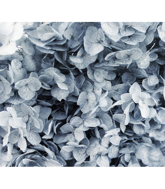 Hortênsia preservada - Flor mini