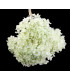 Preserved Hydrangea - Mini flower