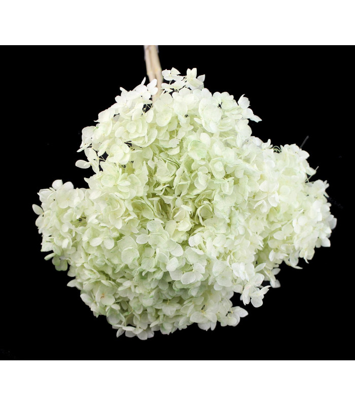 Preserved Hydrangea - Mini flower