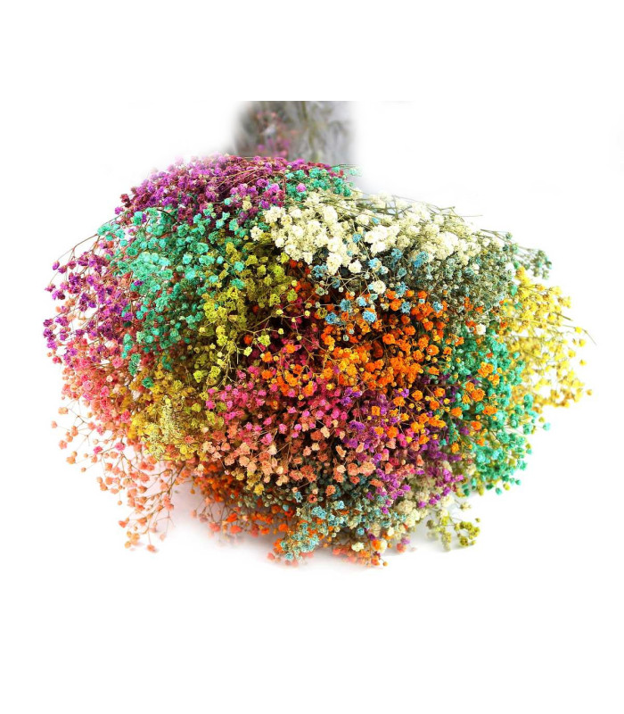 Preserved Paniculata Bouquet - Mix of Colors