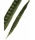 PHEASANT FEATHER LADY AMHERST 40-45 CMS.