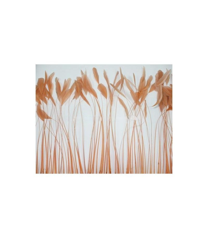 STRIPPED COQUE FEATHER 25/30 CMS.