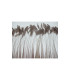 STRIPPED COQUE FEATHER 25/30 CMS.