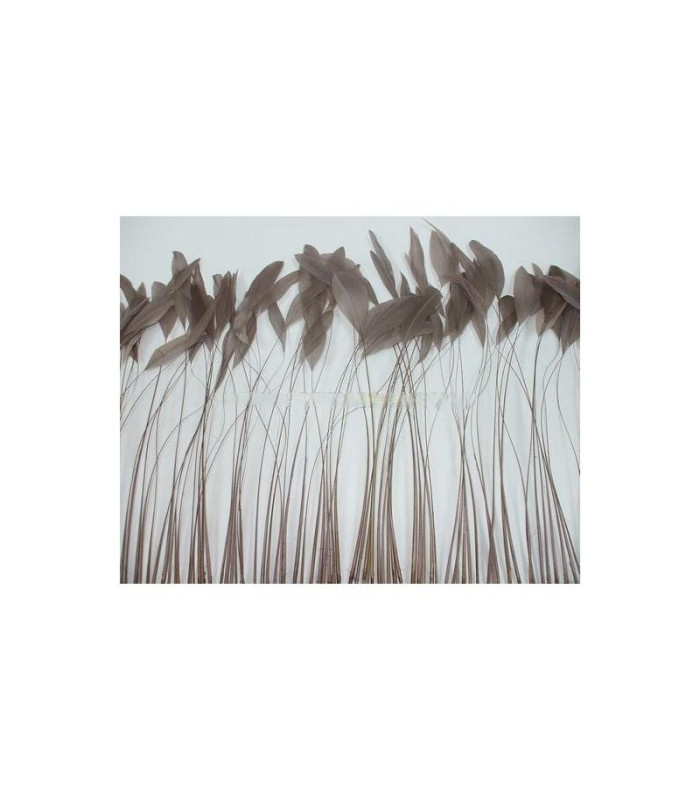 STRIPPED COQUE FEATHER 25/30 CMS.