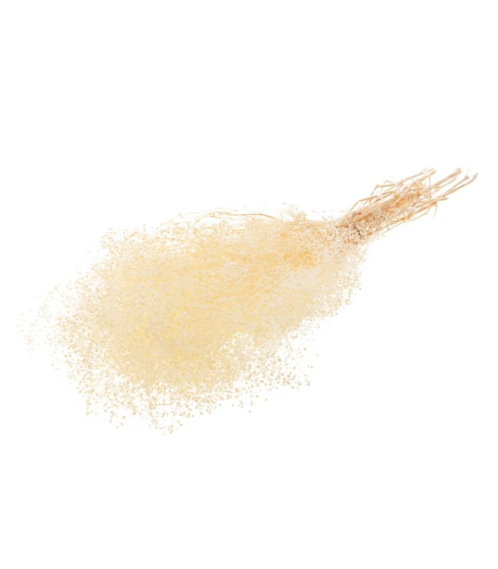PRESERVED FLOWER
