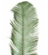 OSTRICH FEATHER FIRST QUALITY 50-55 CMS.