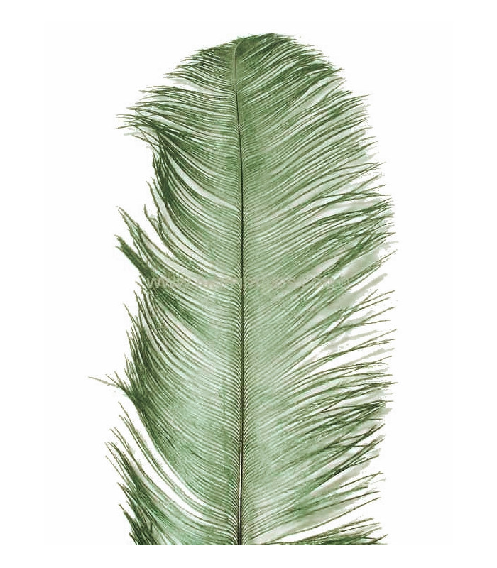 OSTRICH FEATHER FIRST QUALITY 50-55 CMS.
