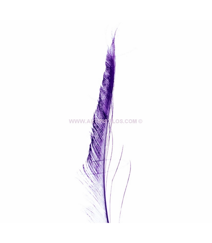 PLUMA PAVO REAL ESPADA 30 CMS.