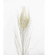 PLUMA DE PAVO REAL QUEMADA 30 CMS.