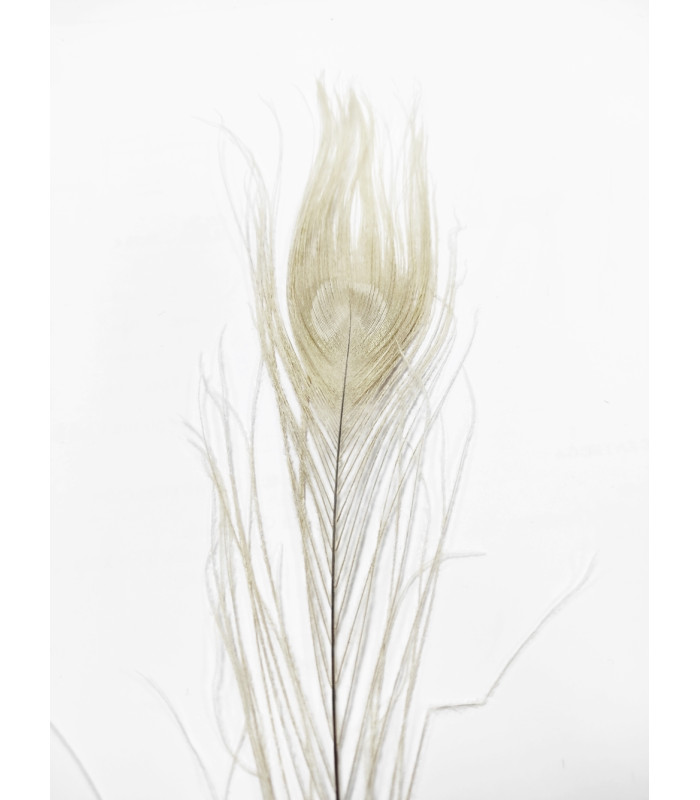 PLUMA DE PAVO REAL QUEMADA 30 CMS.