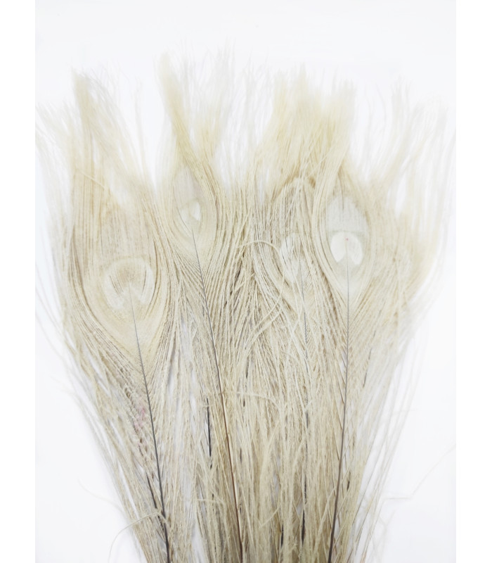 PLUMA DE PAVO REAL QUEMADA 30 CMS.