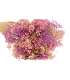Preserved Paniculata Bouquet - Mix of Colors