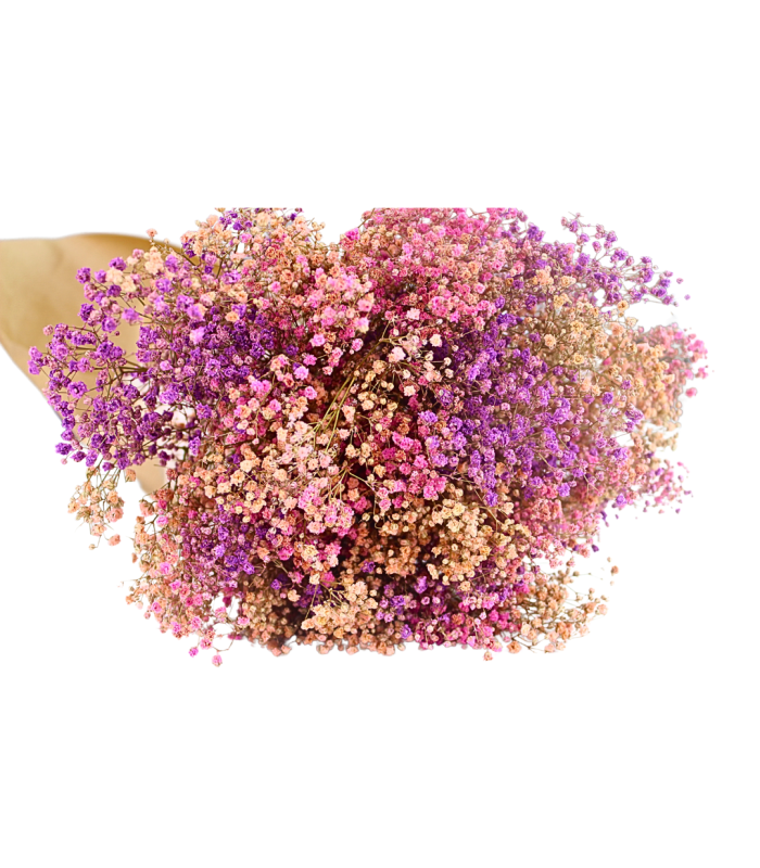 Preserved Paniculata Bouquet - Mix of Colors