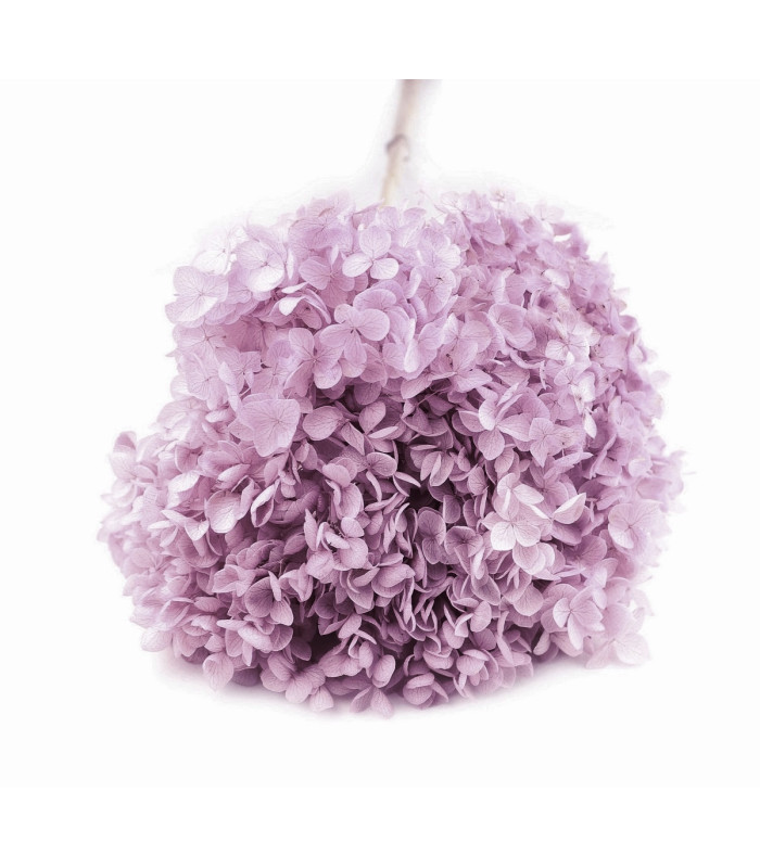 Hortênsia preservada - Flor mini