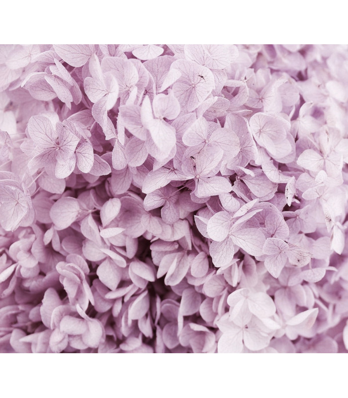 Preserved Hydrangea - Mini flower