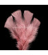 TURKEY FLAT FEATHERS PACKET