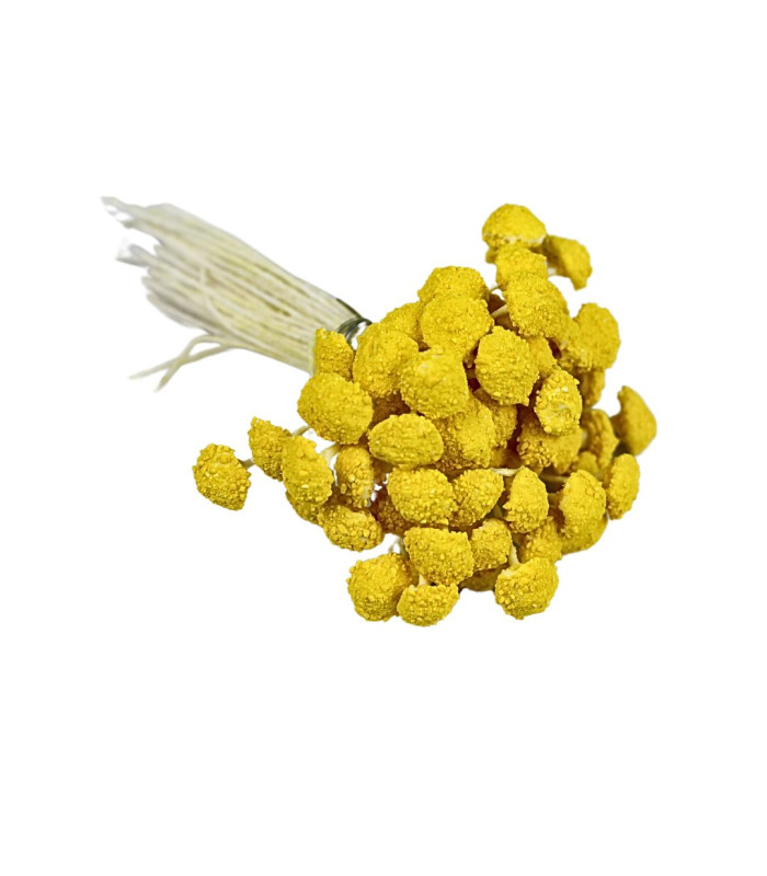 MARGUERITE STAMEN YELLOW
