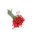 PISTILO FLOR DE NAVIDAD VERDE/ROJO