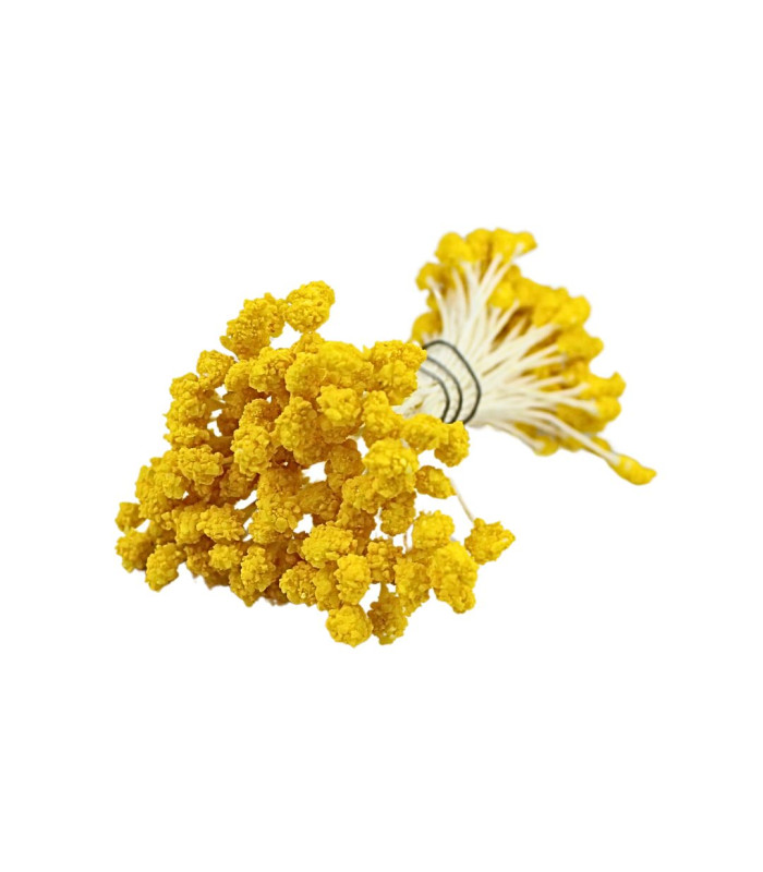 GRANULATED STAMEN WHITE FILAMENT / YELLOW ANTHERS