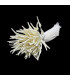 STAMENS
