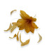 FEDERBLUME