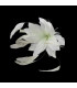 FEDERBLUME
