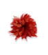 HAHNFEDERBLUME