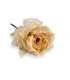 ORGANZA ROSE