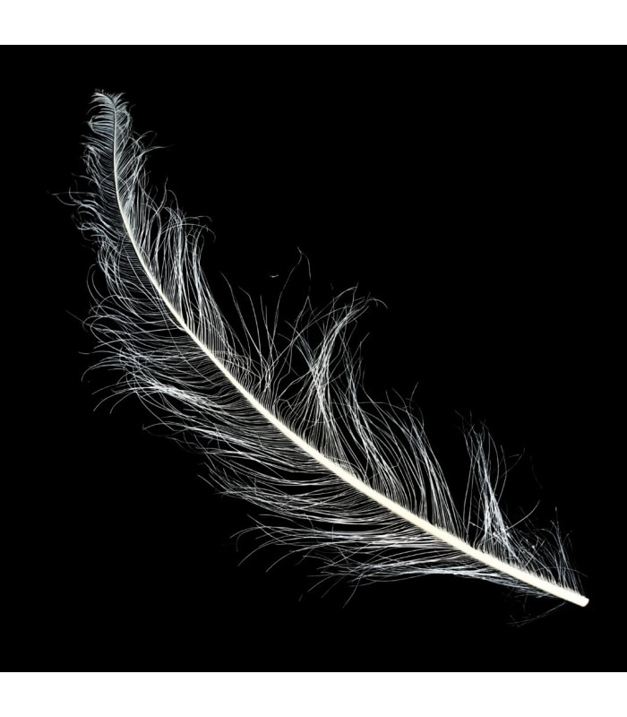 PENAS DE AVESTRUZ QUEIMADO - 58 CM