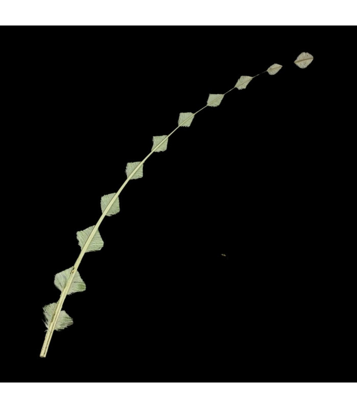 PLUMA DE AVESTRUZ RECORTADA/QUEMADA 58CM