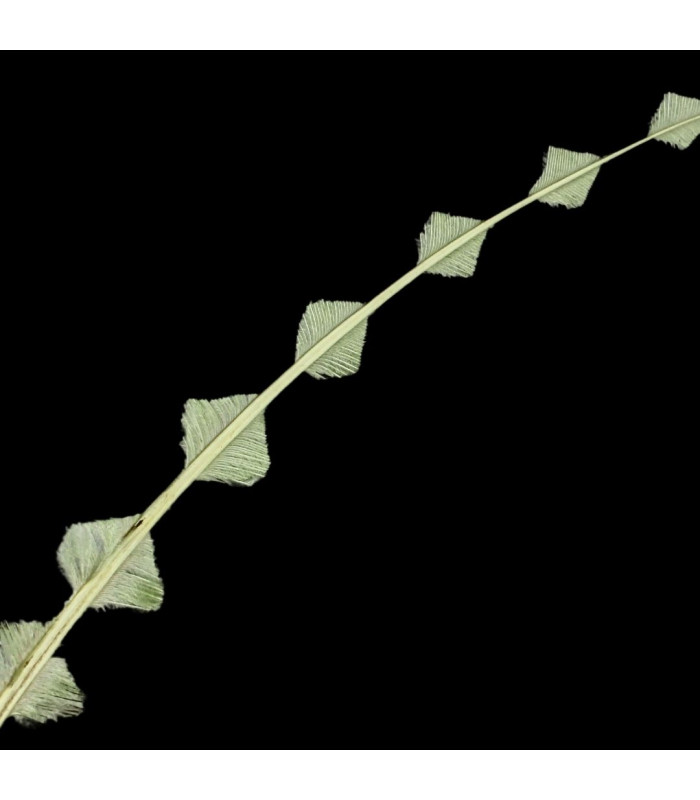 GEBRANNTE/GETEILTE STRAUßFEDER 58CM