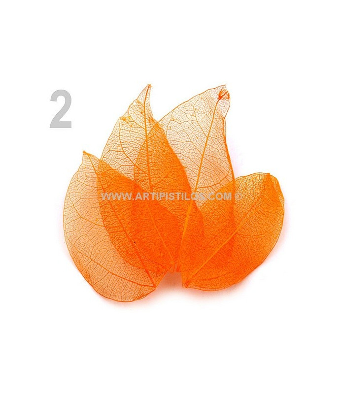 BOLSA DE HOJAS NATURALES DECORATIVAS