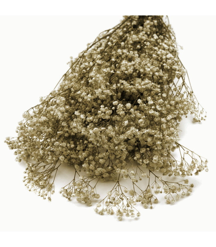 GYPSOPHILA PRESERVED "PREMIUM"