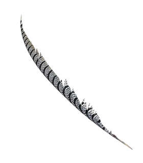 PLUMA DE FAISÁN LADY AMHERST 80-90 CMS.
