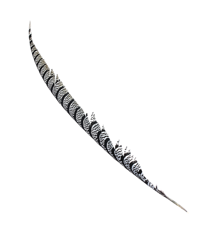 PLUMA DE FAISÃO LADY AMHERST 80-90 CMS.
