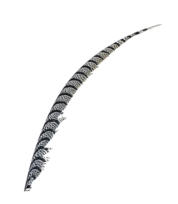 PHEASANT FEATHER LADY AMHERST 80-90 CMS.