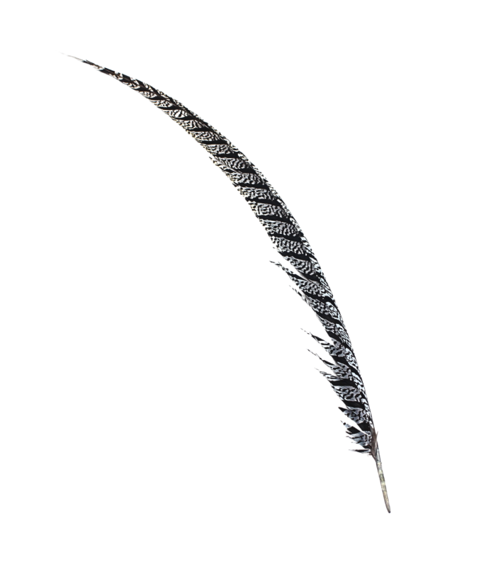 PLUMA DE FAISÃO LADY AMHERST 80-90 CMS.