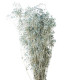 GYPSOPHILA PRESERVED "PREMIUM"