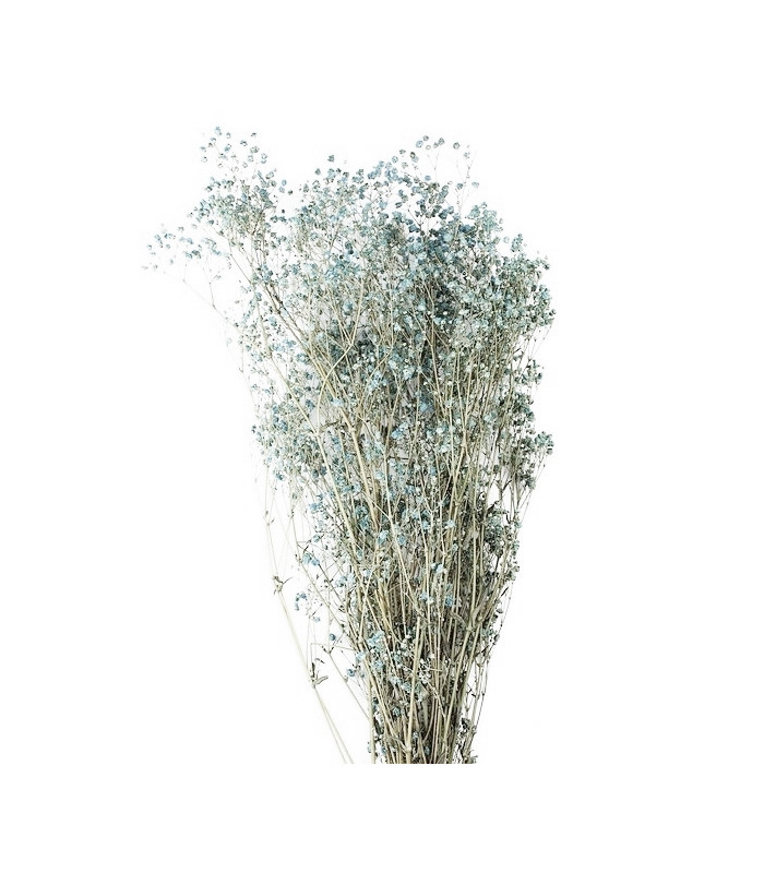 GYPSOPHILA PRESERVED "PREMIUM"