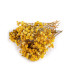 PRESERVED GYPSOPHILA FOR FLORAL ARRANGEMENTS