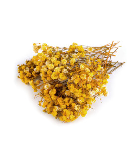 PANICULATA PRESERVADA PARA ARREGLOS FLORALES