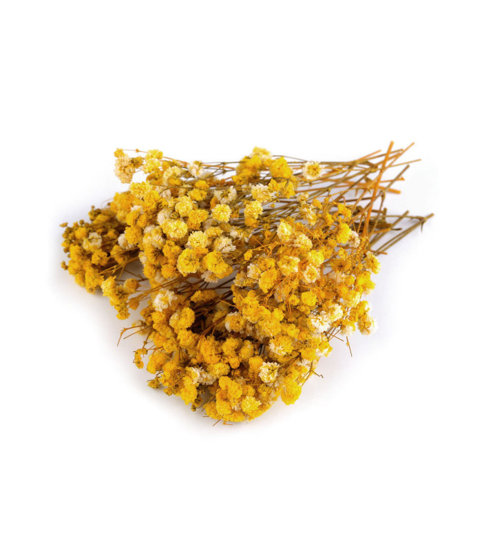 PANICULATA PRESERVADA PARA ARREGLOS FLORALES