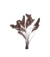STRIPPED ROOSTER FEATHERS PACKET