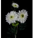 GERBERA BOUQUET 3 FLOWERS