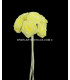 RAMILLETE 12 FLORES DE RASO
