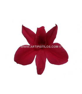 DENDROBIUN 7 X 4 CMS.