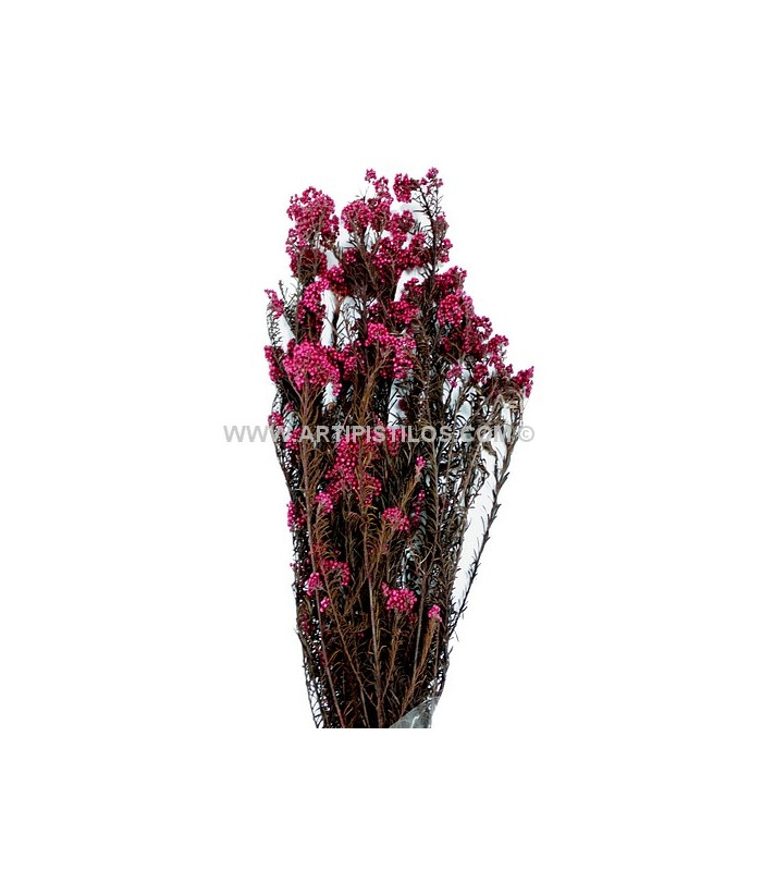 FLOR PRESERVADA DIOSMI
