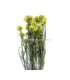 FLOWER PRESERVER DIOSMI